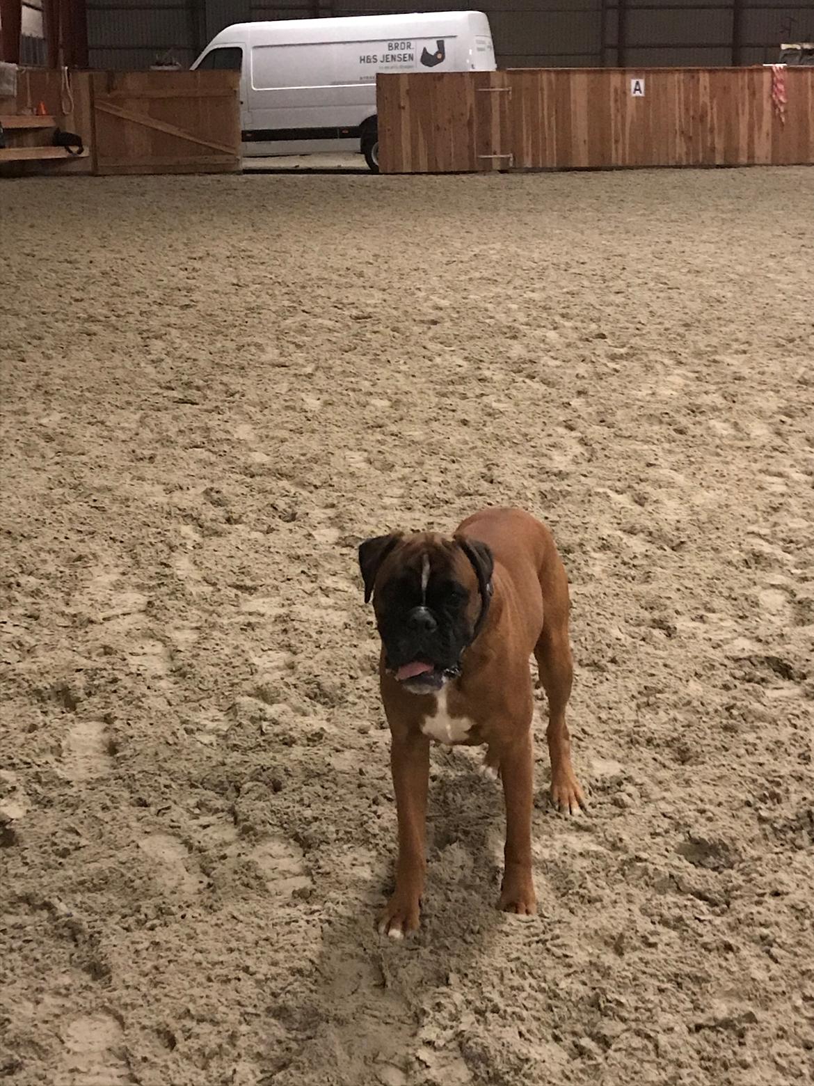 Boxer Von Ellinghaus Indurain (kaldes Ilio) billede 9