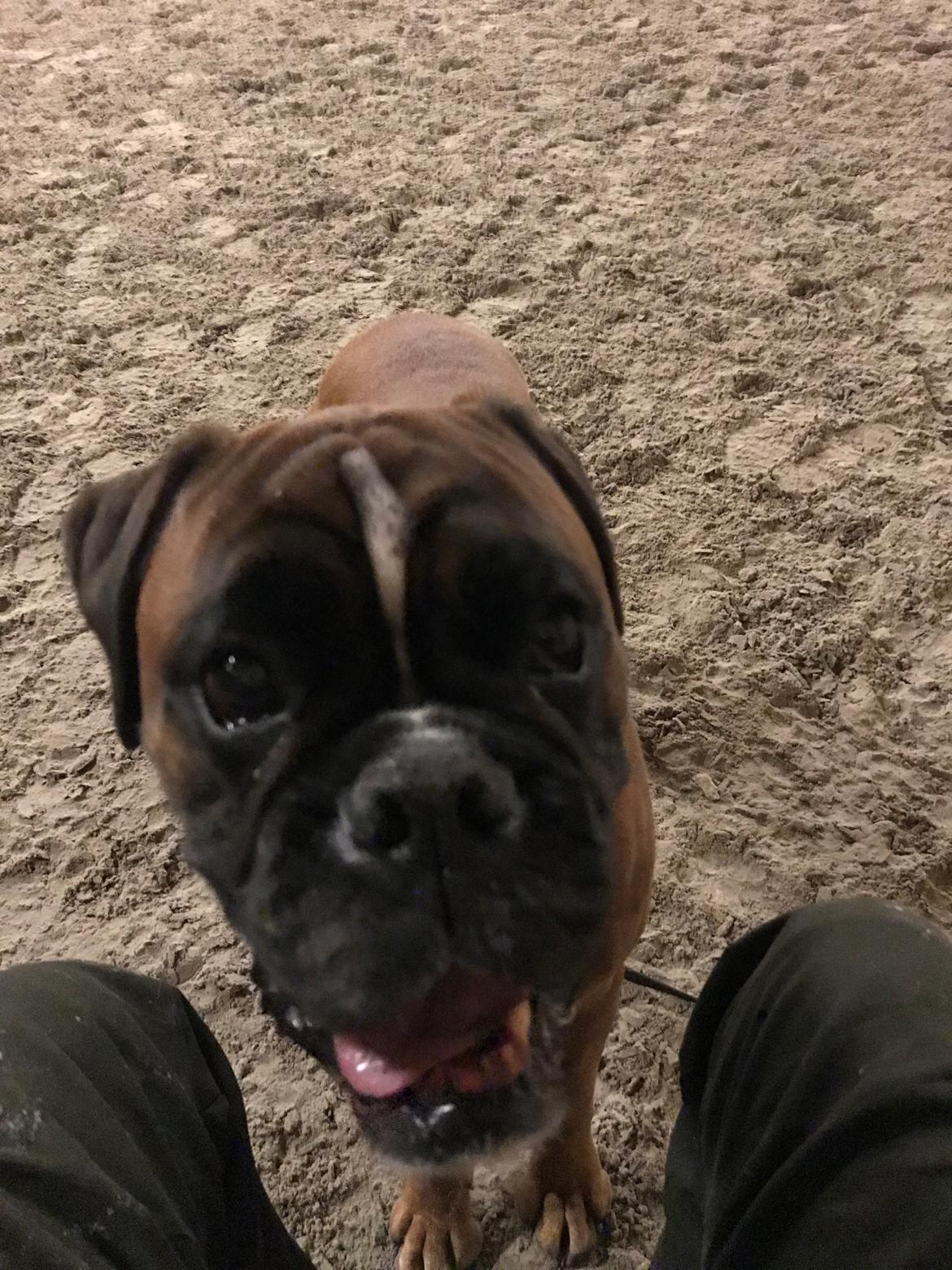 Boxer Von Ellinghaus Indurain (kaldes Ilio) billede 10