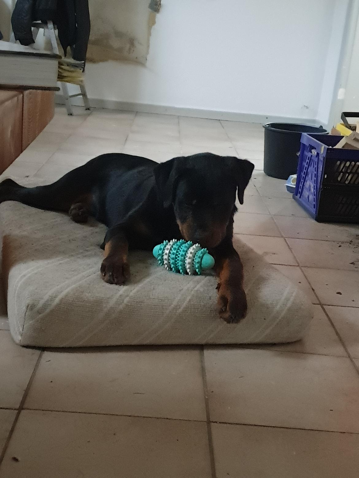 Rottweiler Rolf billede 1