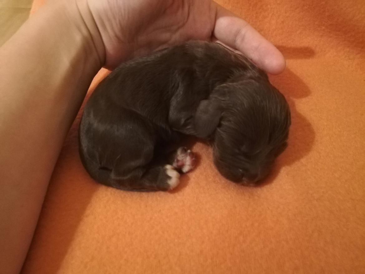 Cocker spaniel Mandey billede 1