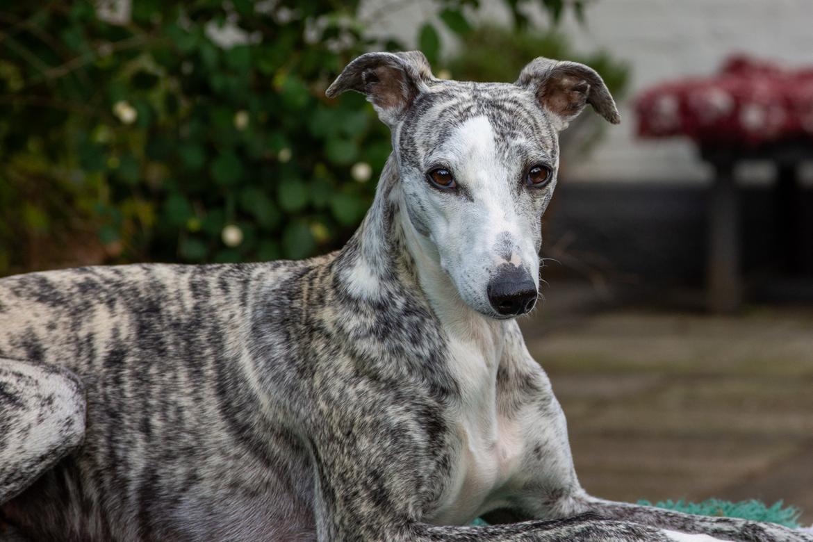 Whippet Bianchi - august 2019, 3 år gammel billede 1