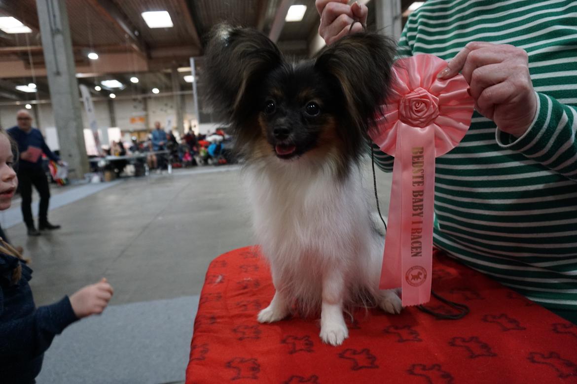 Papillon Hemias joy Caesar the Almigthy "Charlie" - Bedste baby i racen, ved hans første udstilling. billede 8