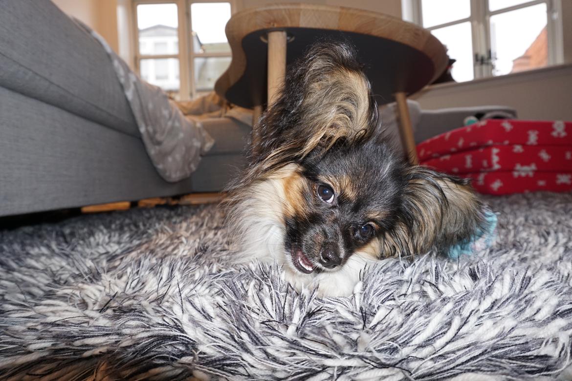 Papillon Hemias joy Caesar the Almigthy "Charlie" billede 10