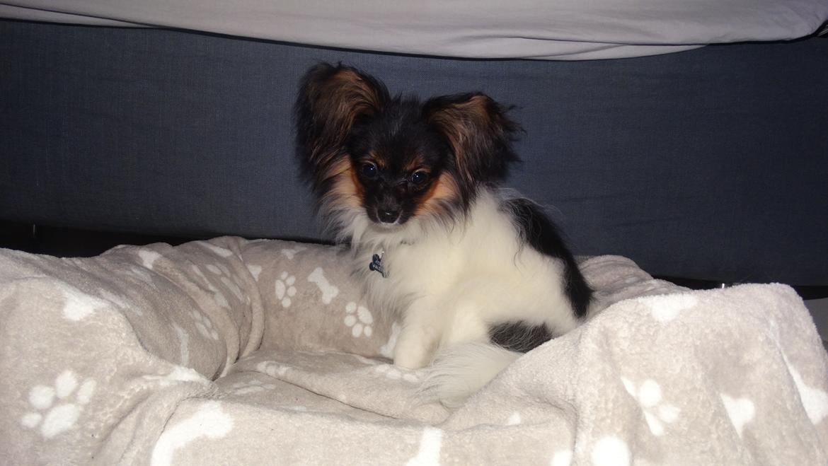 Papillon Hemias joy Caesar the Almigthy "Charlie" billede 11