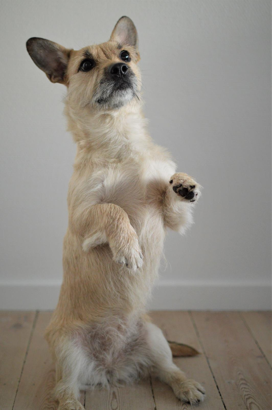 Blanding af racer Karla billede 19