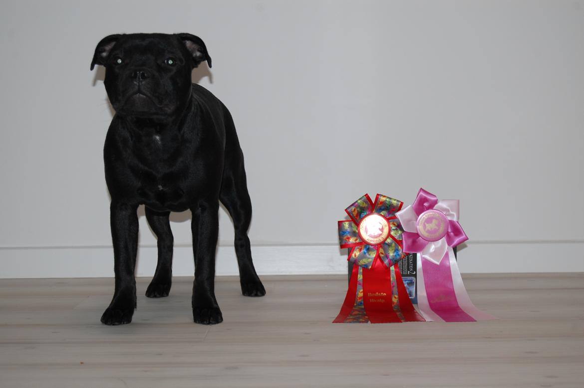 Staffordshire bull terrier Kida - 15/02-2020. DKK Skue i Køge, Særdeles Lovende, BIR Hvalp billede 35