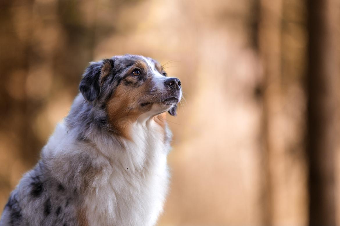 Miniature American Shepherd Ávi / Avicii billede 23
