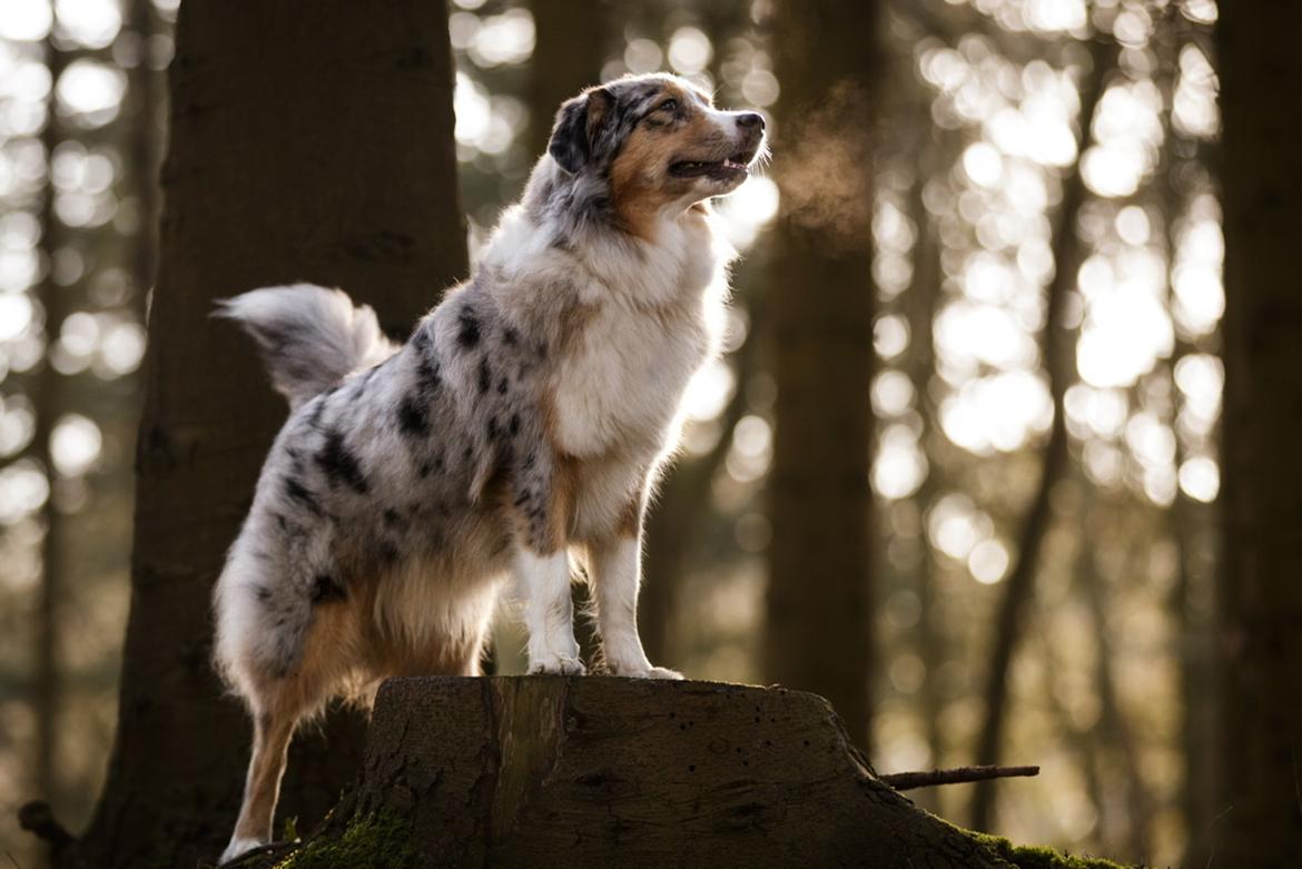 Miniature American Shepherd Ávi / Avicii billede 19