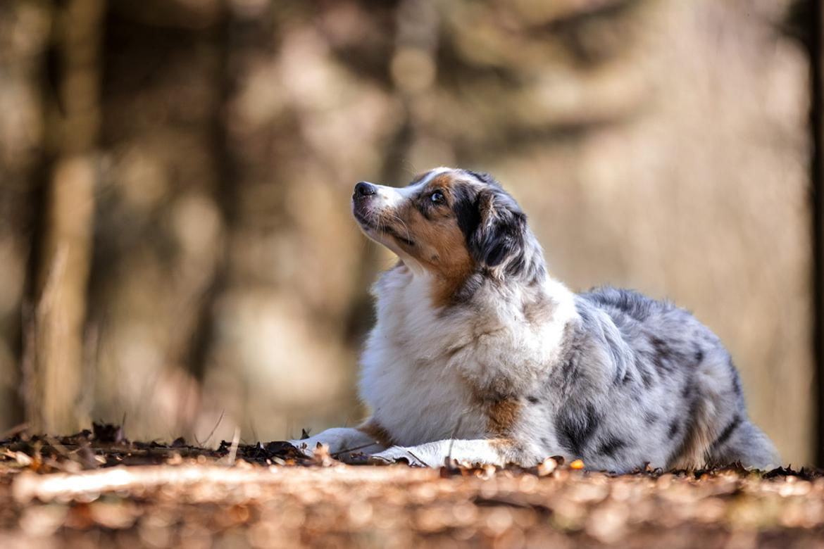 Miniature American Shepherd Ávi / Avicii billede 20