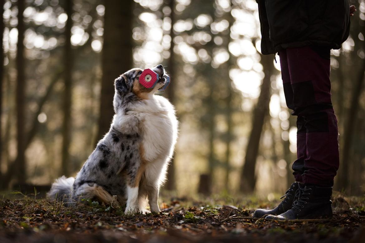 Miniature American Shepherd Ávi / Avicii billede 21