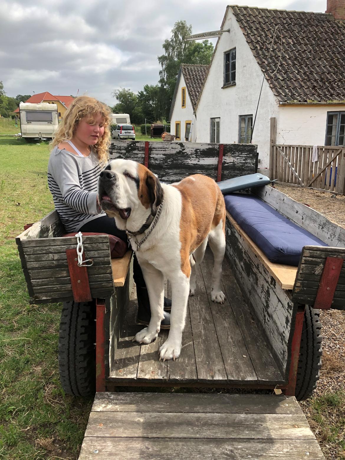 Sankt bernhardshund Jersey  billede 1