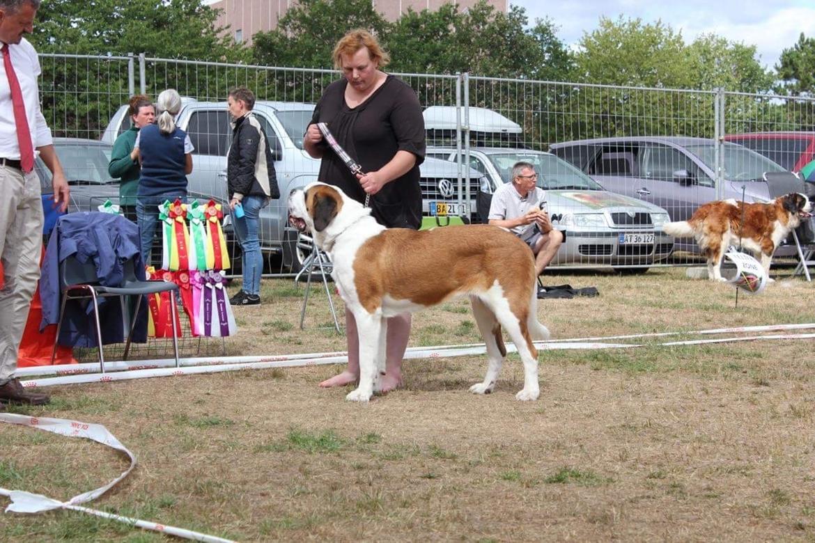 Sankt bernhardshund Jersey  billede 2