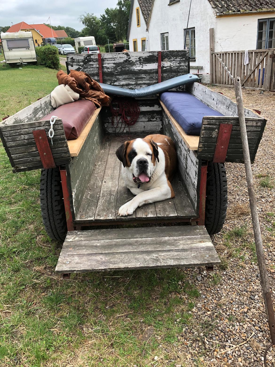 Sankt bernhardshund Jersey  billede 3