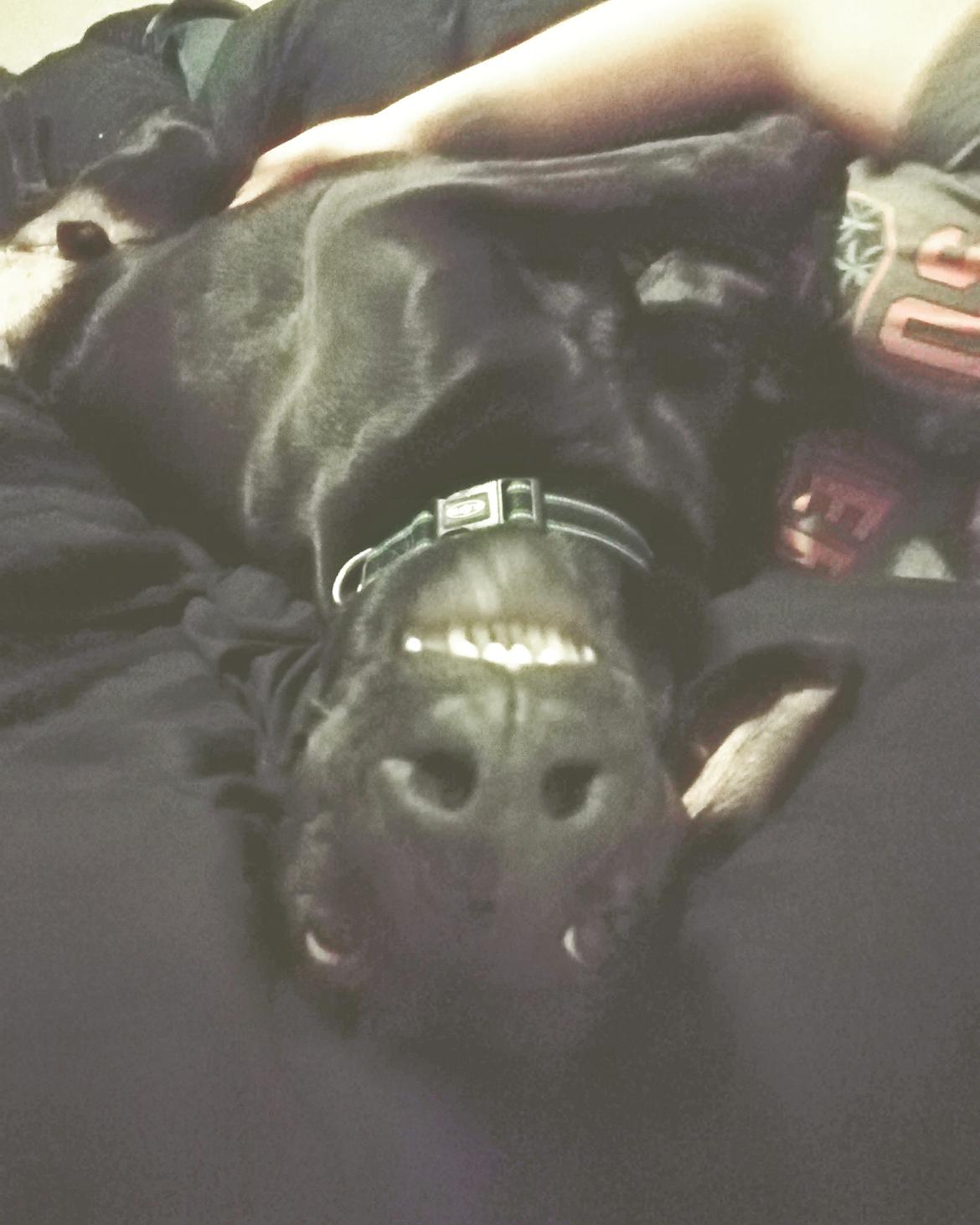 Blanding af racer Zuko billede 17