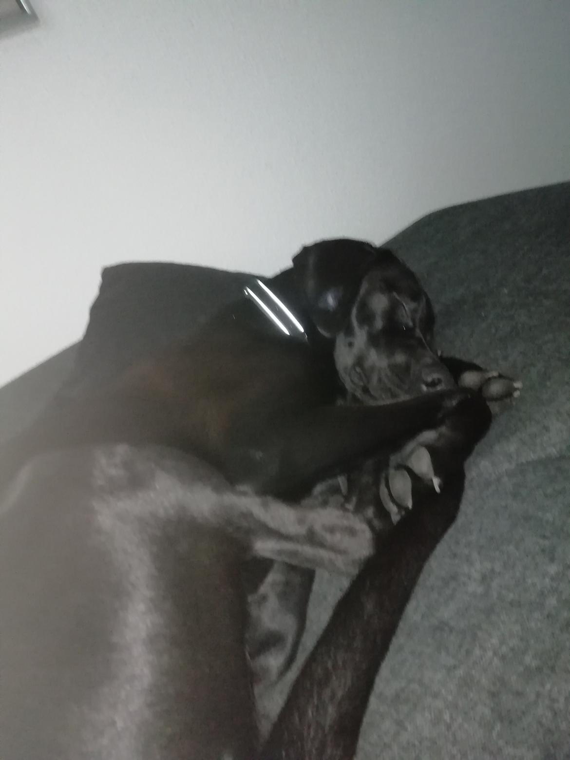 Blanding af racer Zuko billede 19