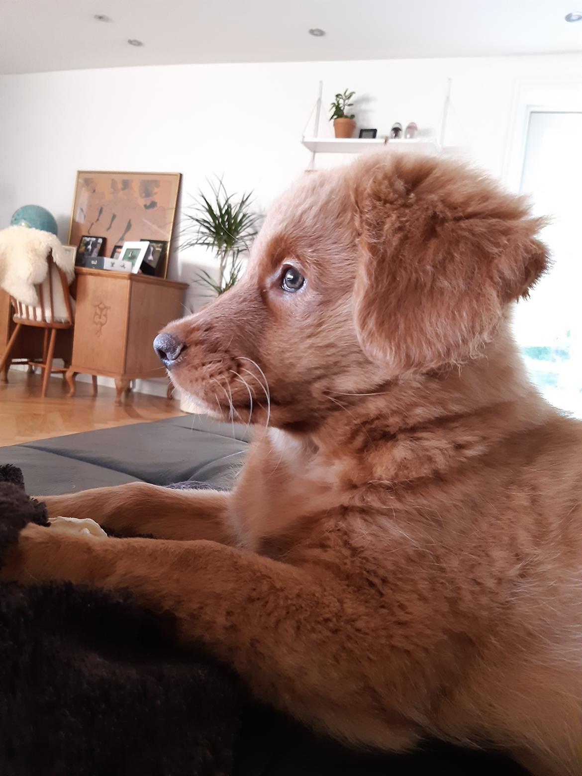 Nova scotia duck tolling retriever Marley billede 3