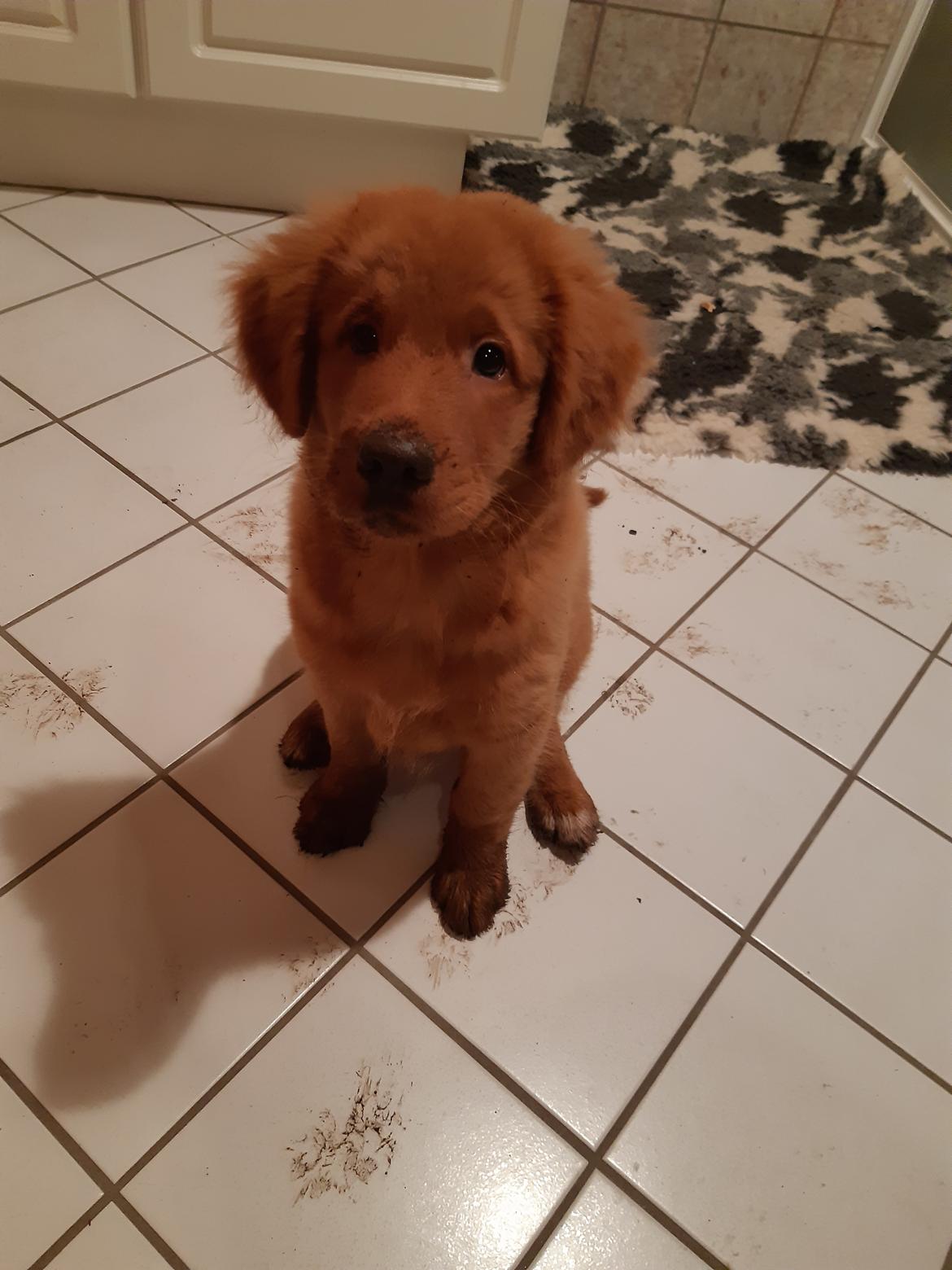 Nova scotia duck tolling retriever Marley billede 4