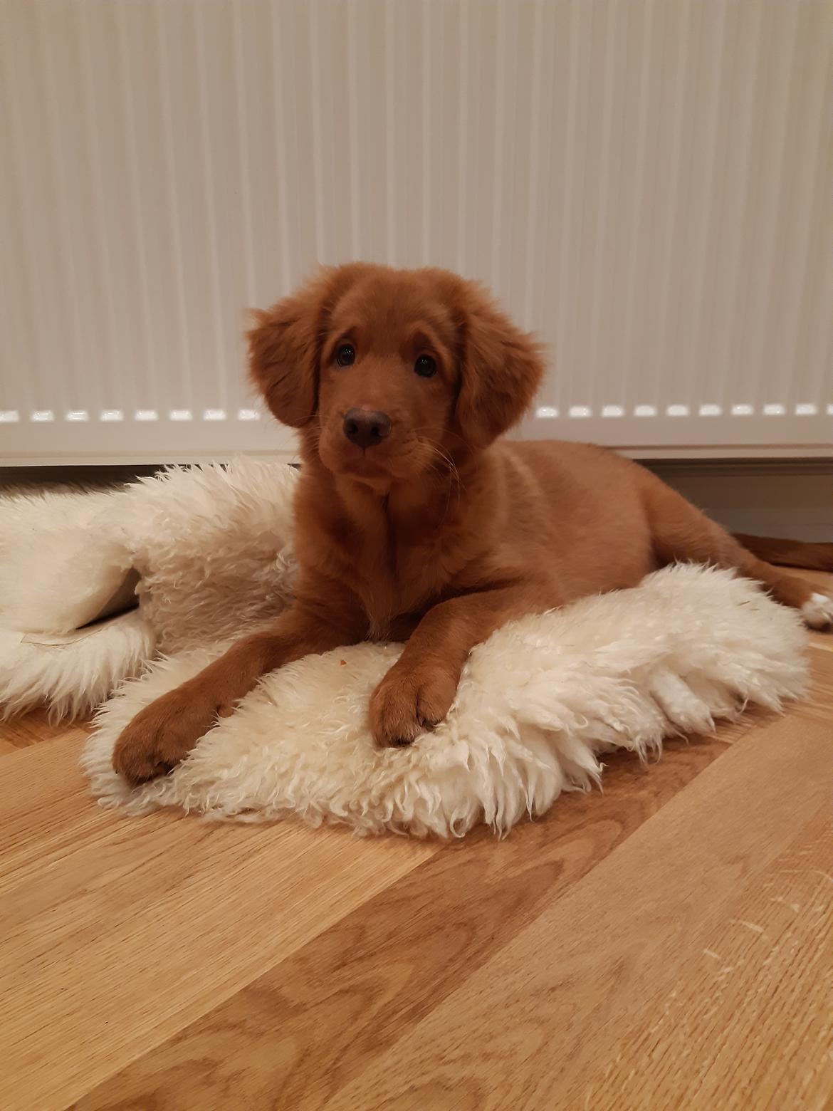 Nova scotia duck tolling retriever Marley billede 5