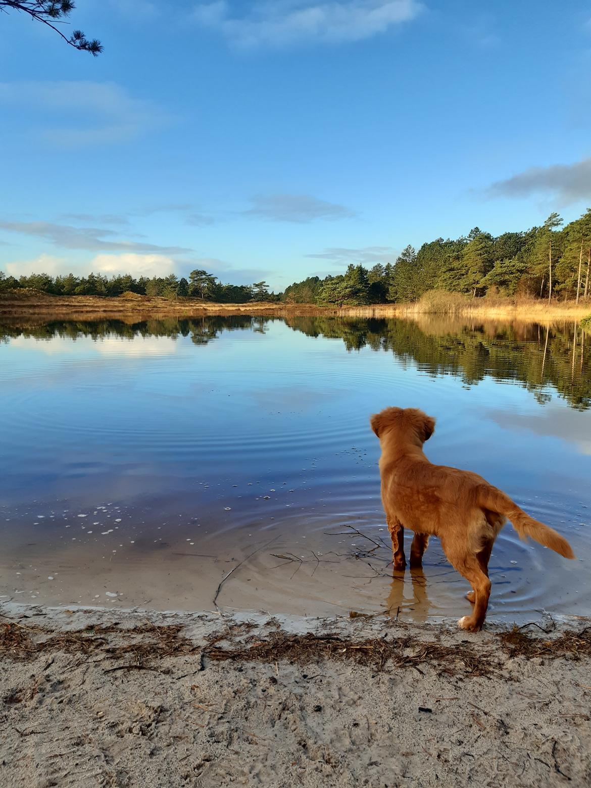 Nova scotia duck tolling retriever Marley billede 7