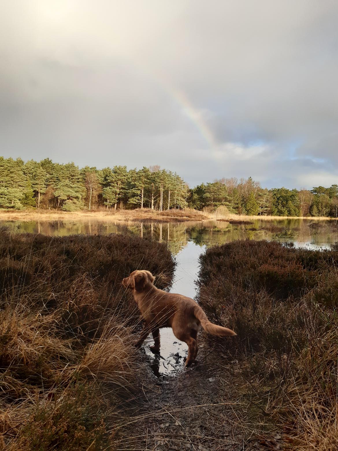 Nova scotia duck tolling retriever Marley billede 8
