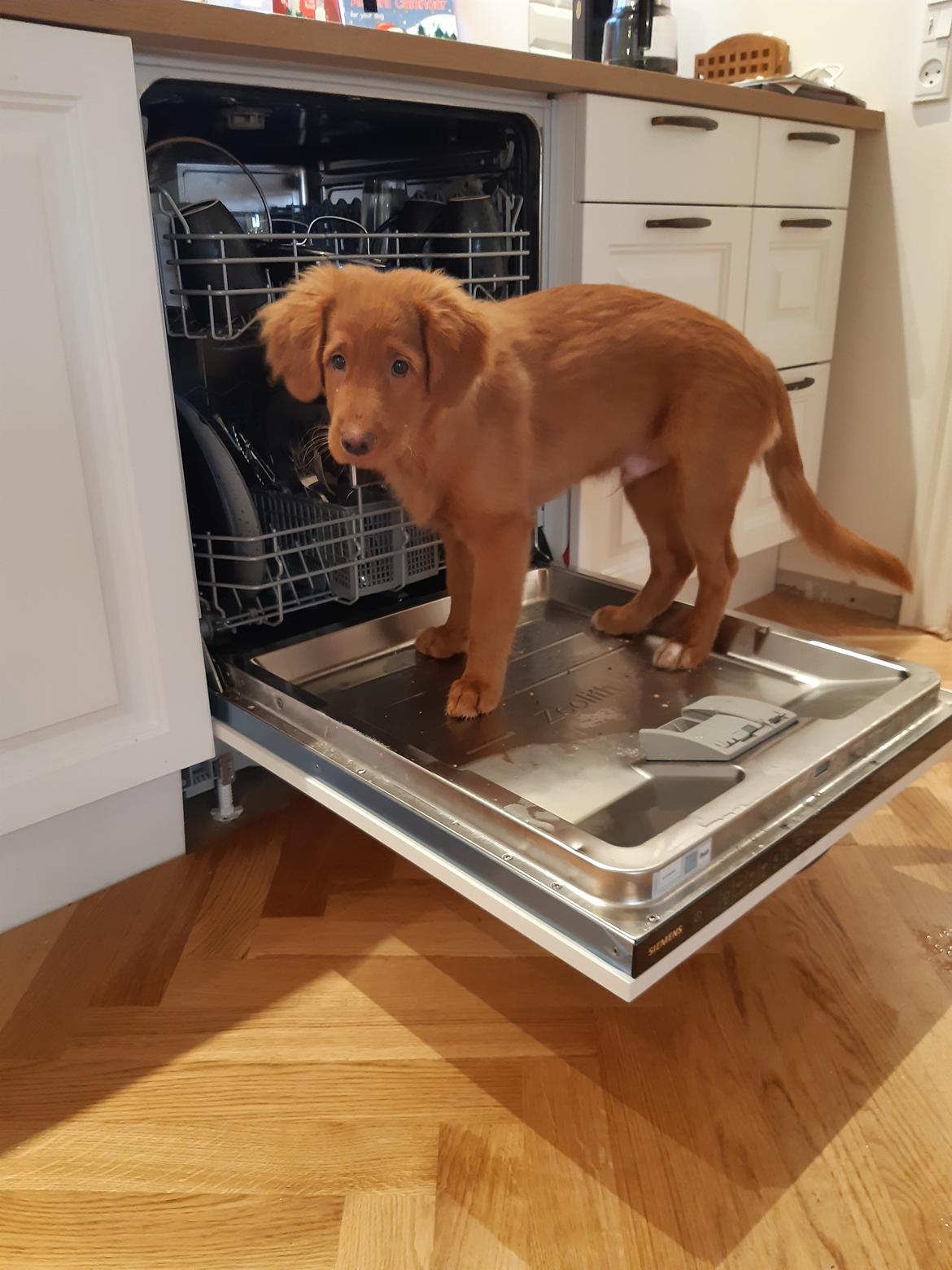 Nova scotia duck tolling retriever Marley billede 9