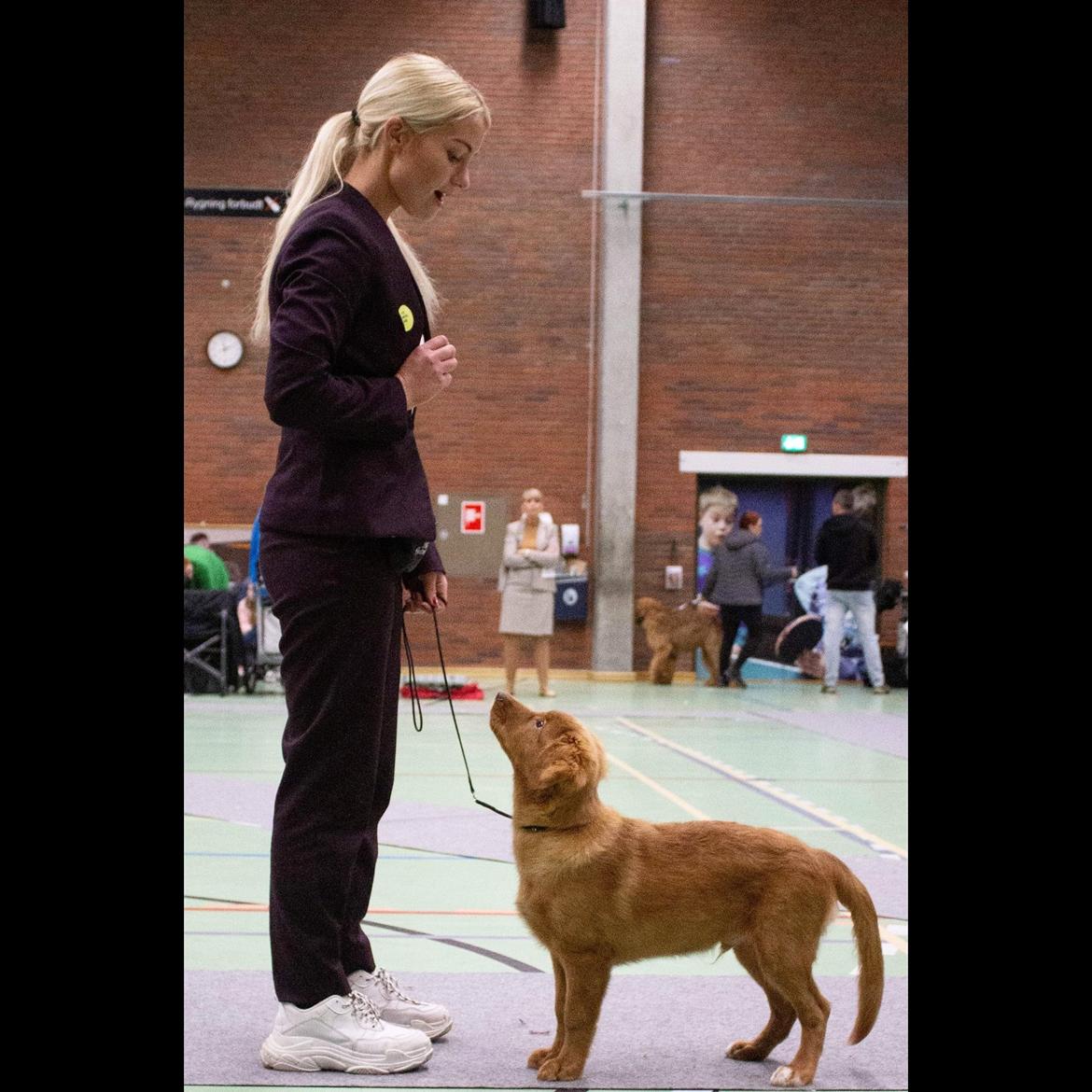 Nova scotia duck tolling retriever Marley billede 10
