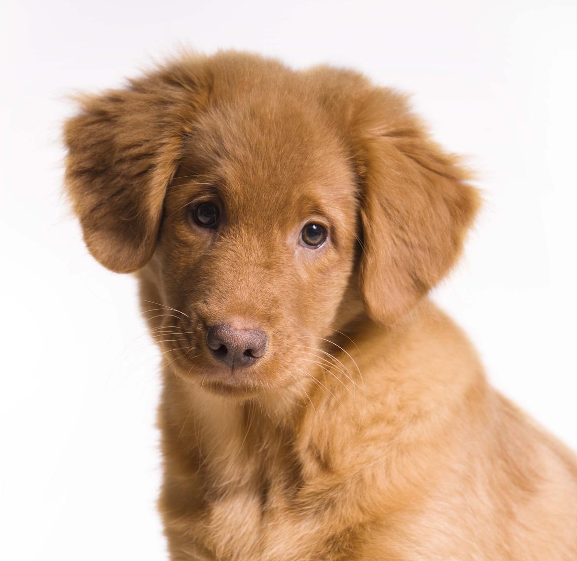 Nova scotia duck tolling retriever Marley billede 11