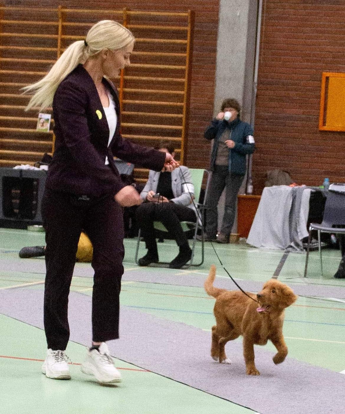 Nova scotia duck tolling retriever Marley billede 12