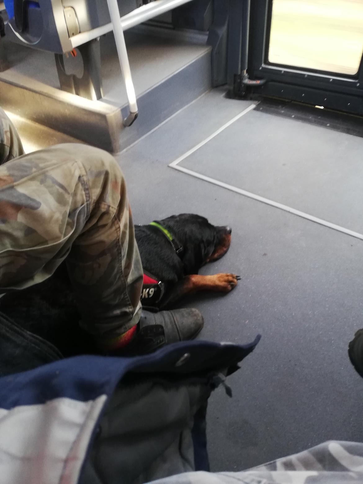 Rottweiler Simi billede 5