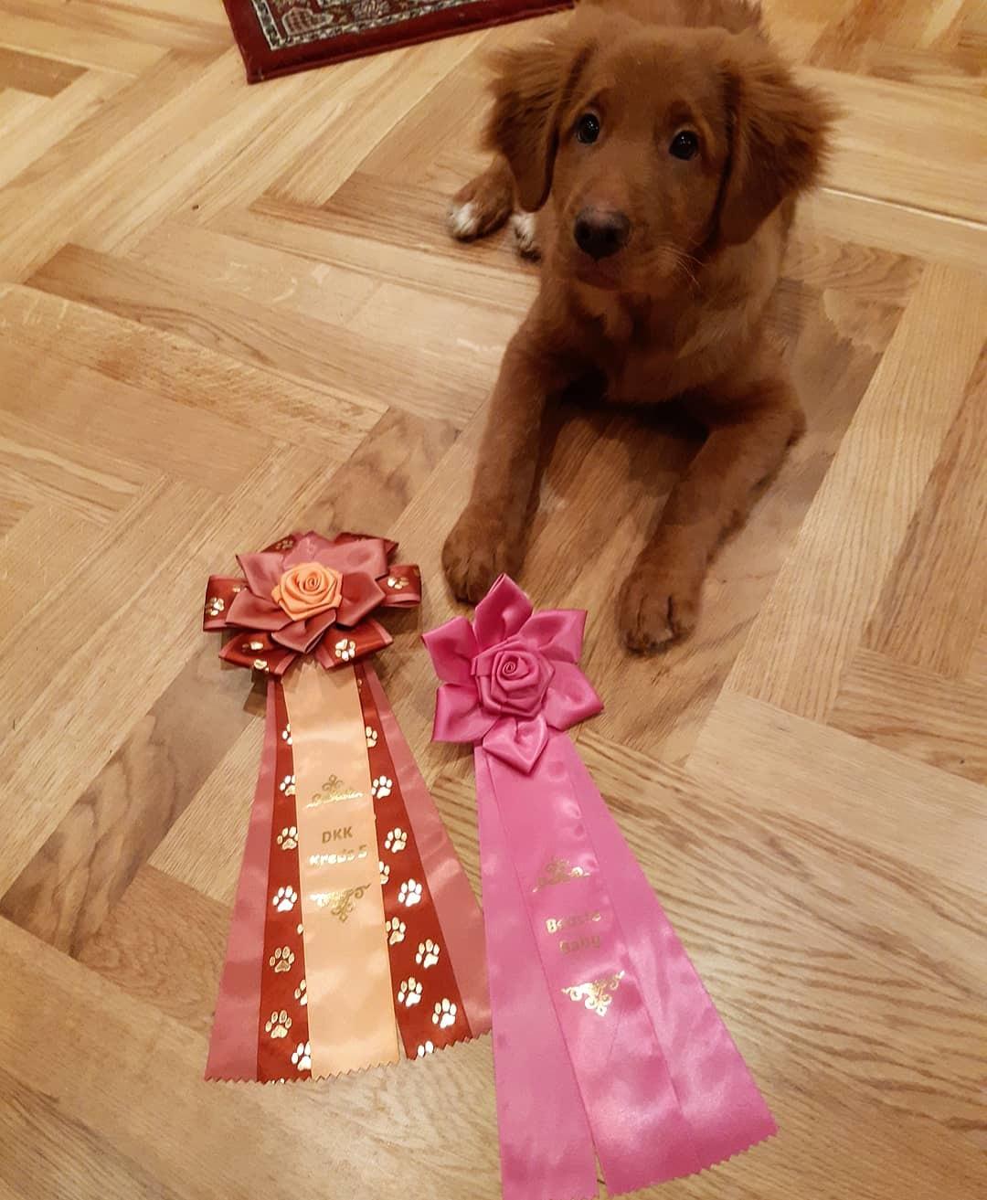 Nova scotia duck tolling retriever Marley billede 13