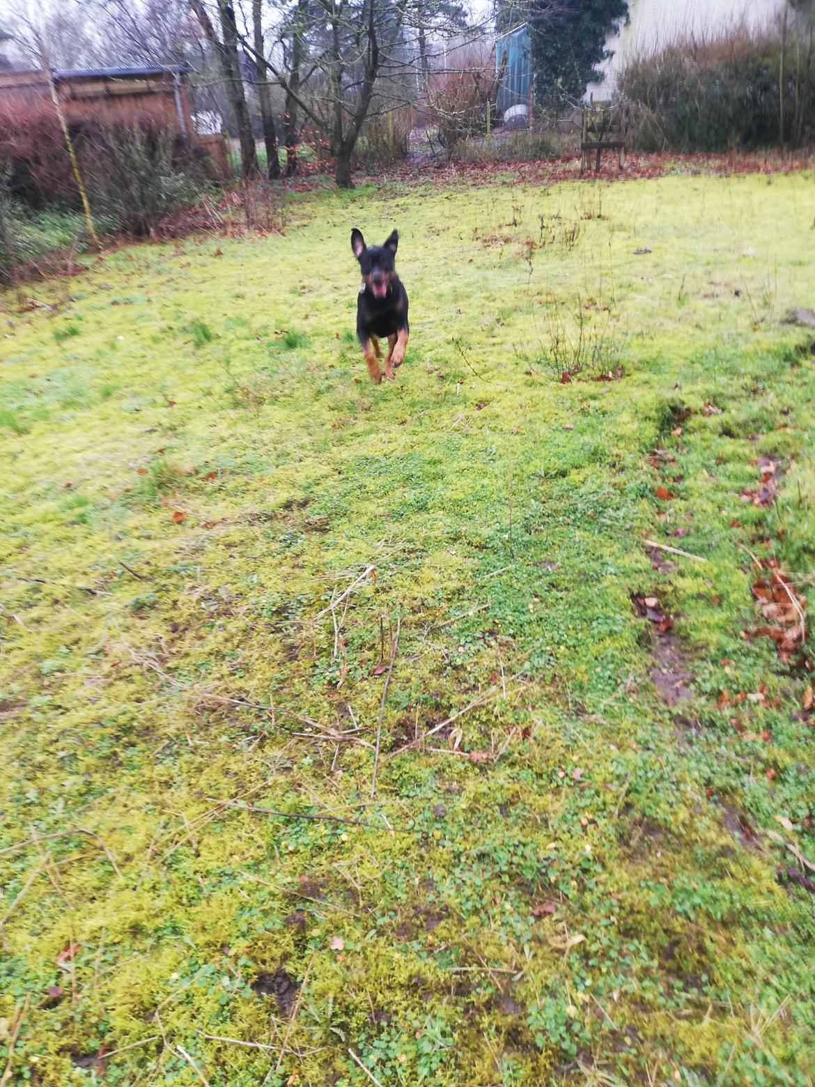 Rottweiler Simi billede 6