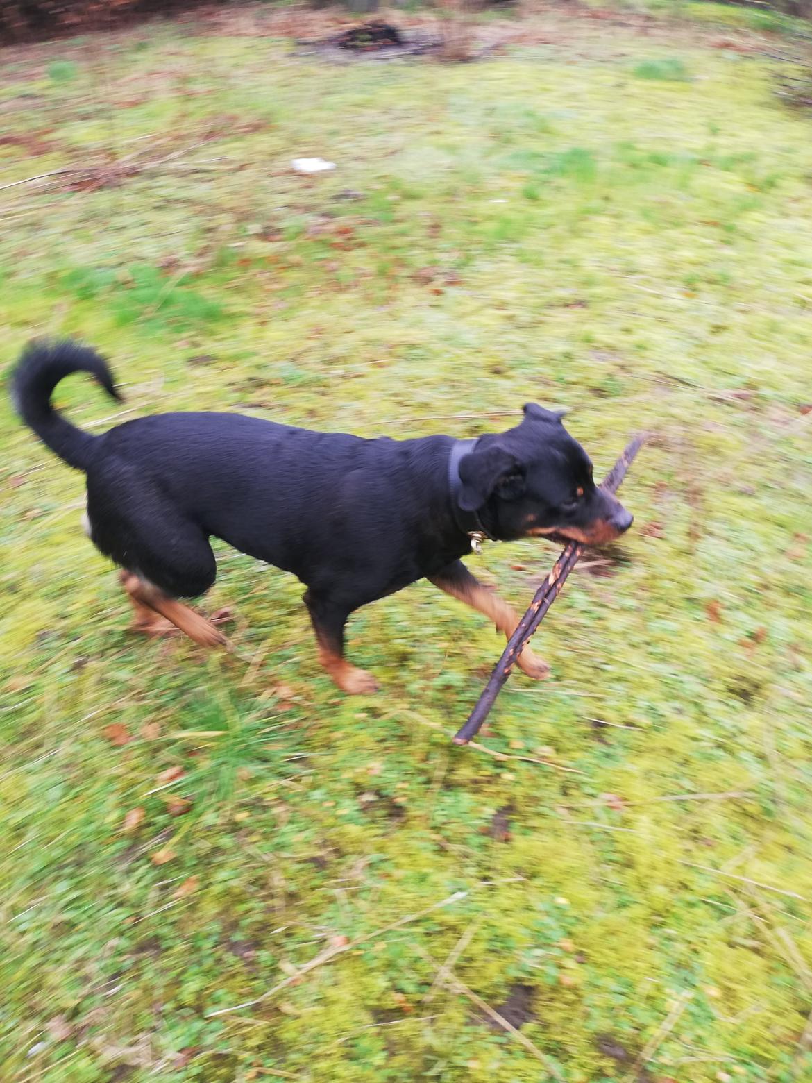 Rottweiler Simi billede 8