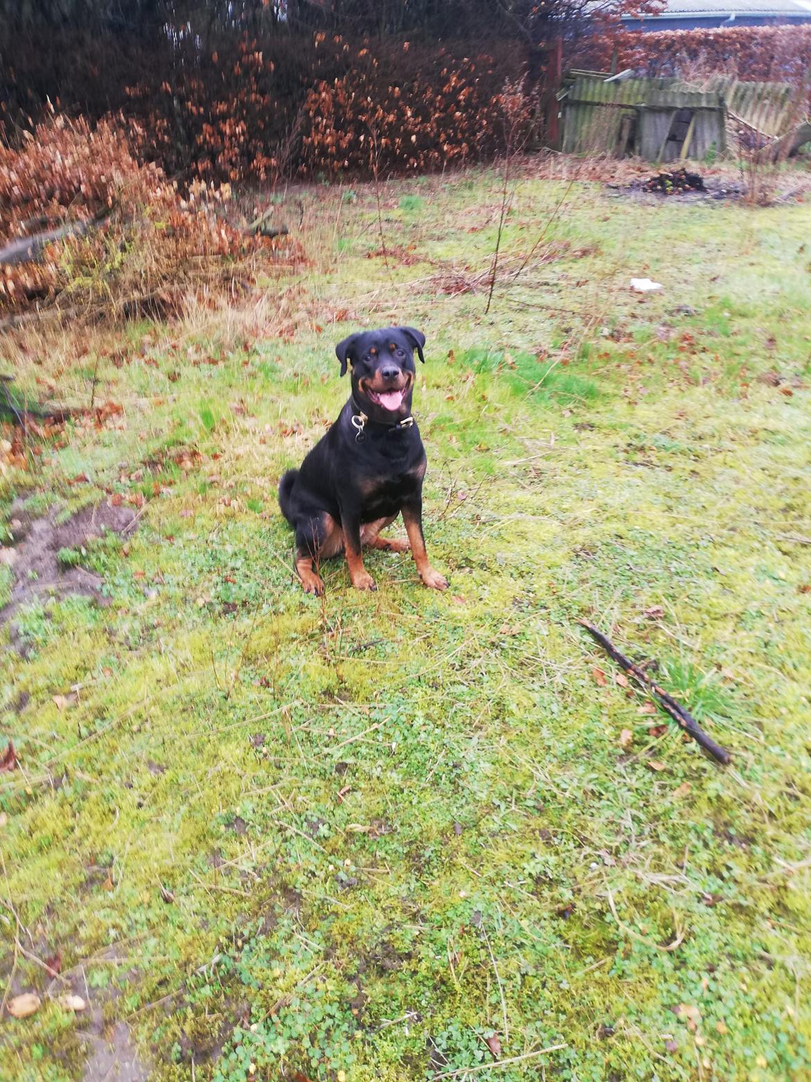 Rottweiler Simi billede 9