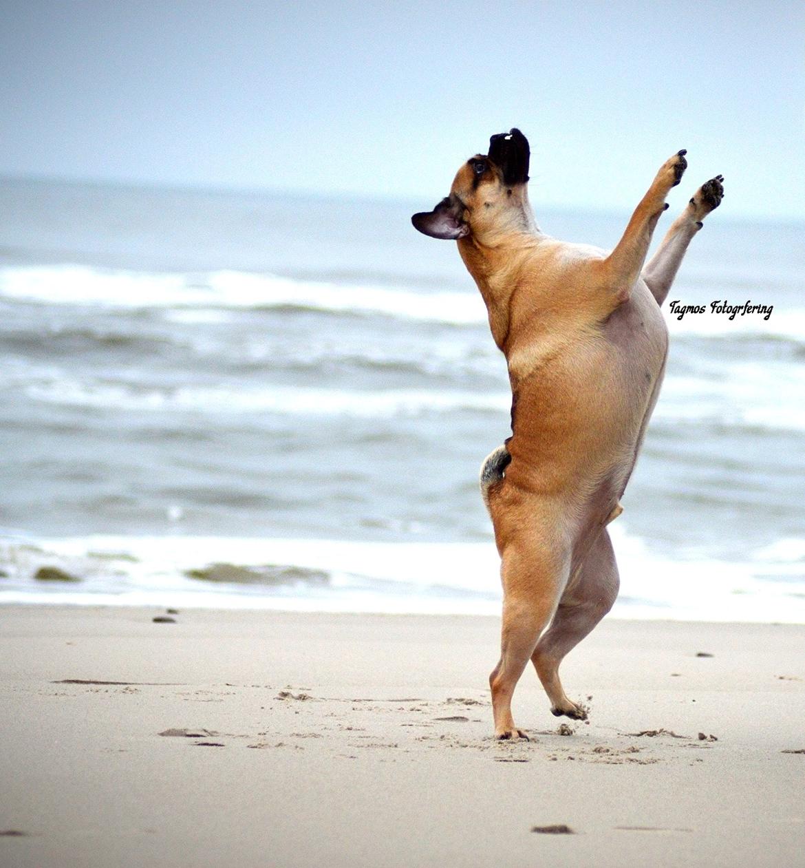 Blanding af racer Kayn billede 12