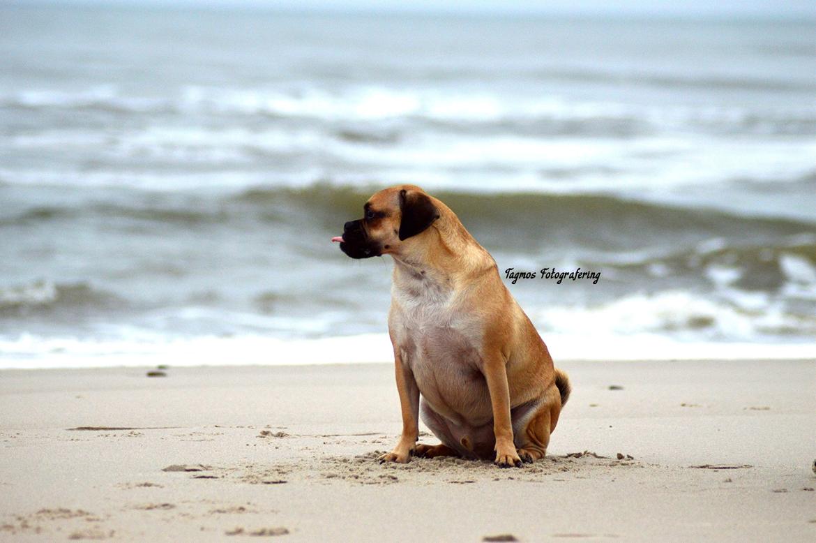 Blanding af racer Kayn billede 21