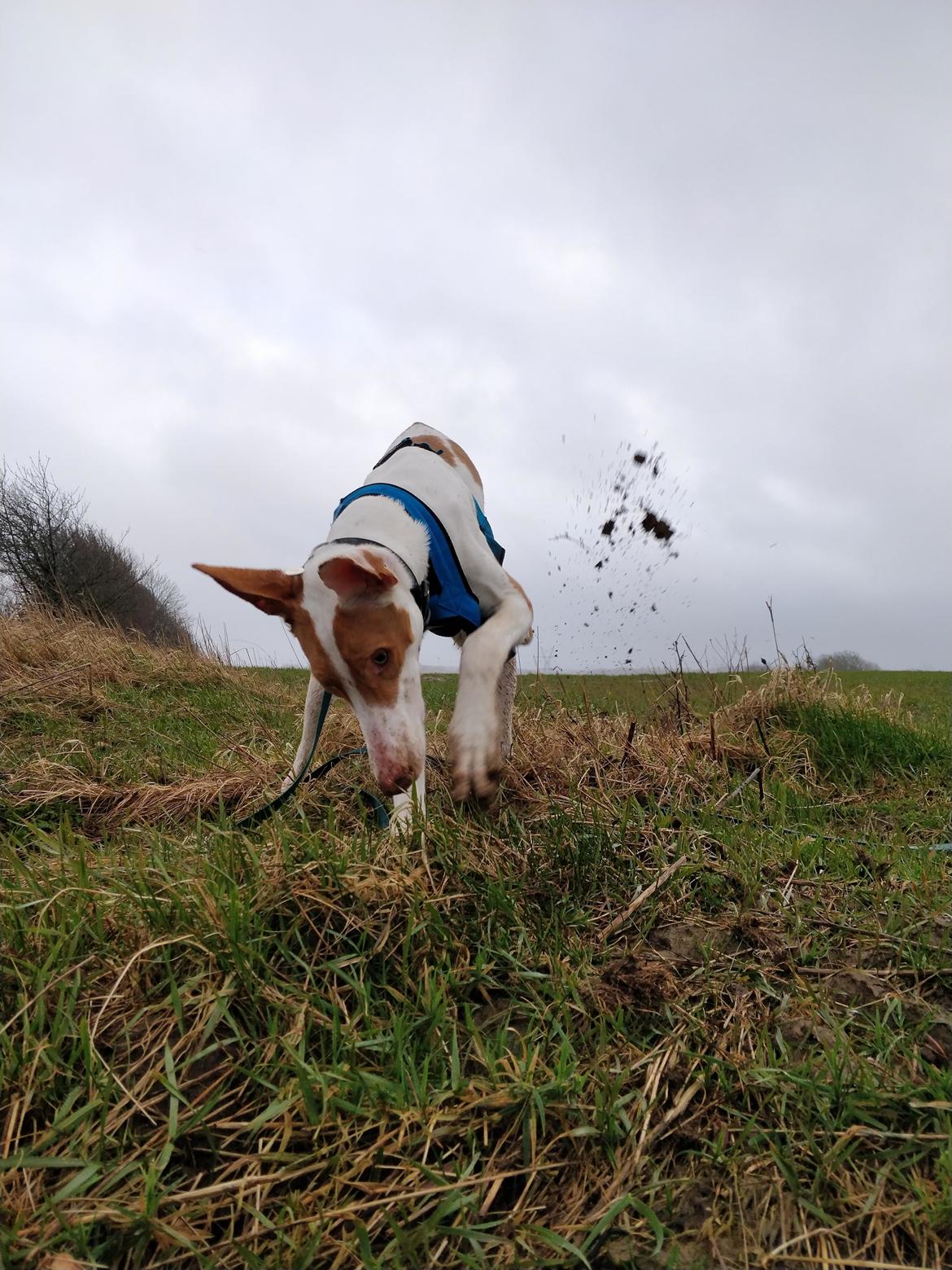 Podenco ibicenco Picasso billede 14