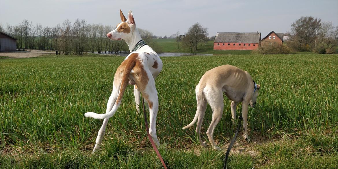 Podenco ibicenco Picasso billede 17