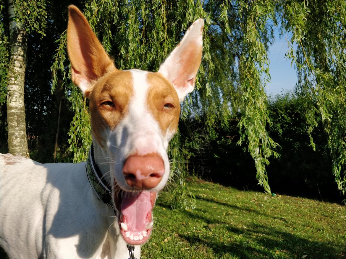 Podenco ibicenco Picasso billede 33