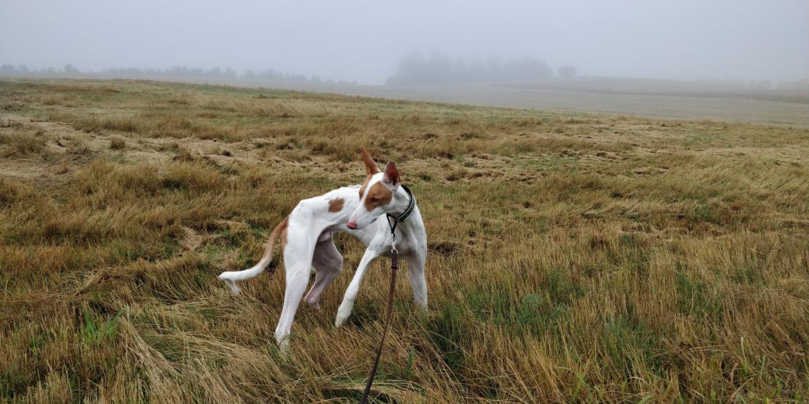 Podenco ibicenco Picasso billede 41