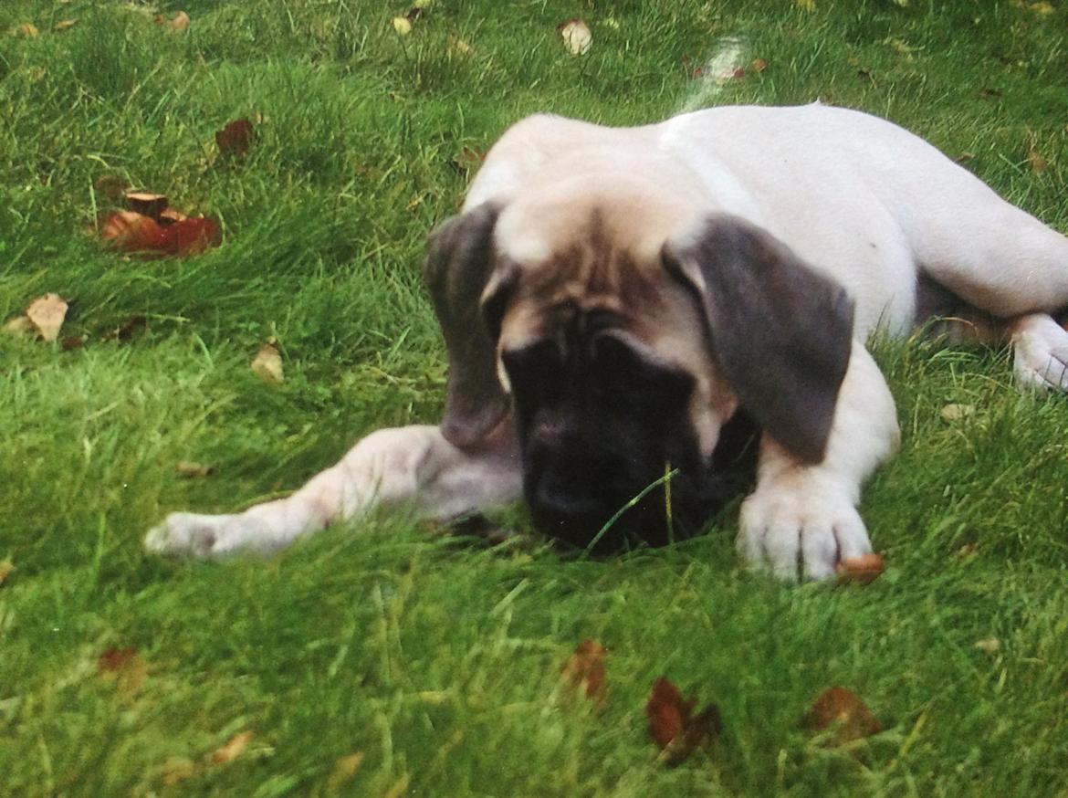 Mastiff Cleo “Himmelhund” billede 3