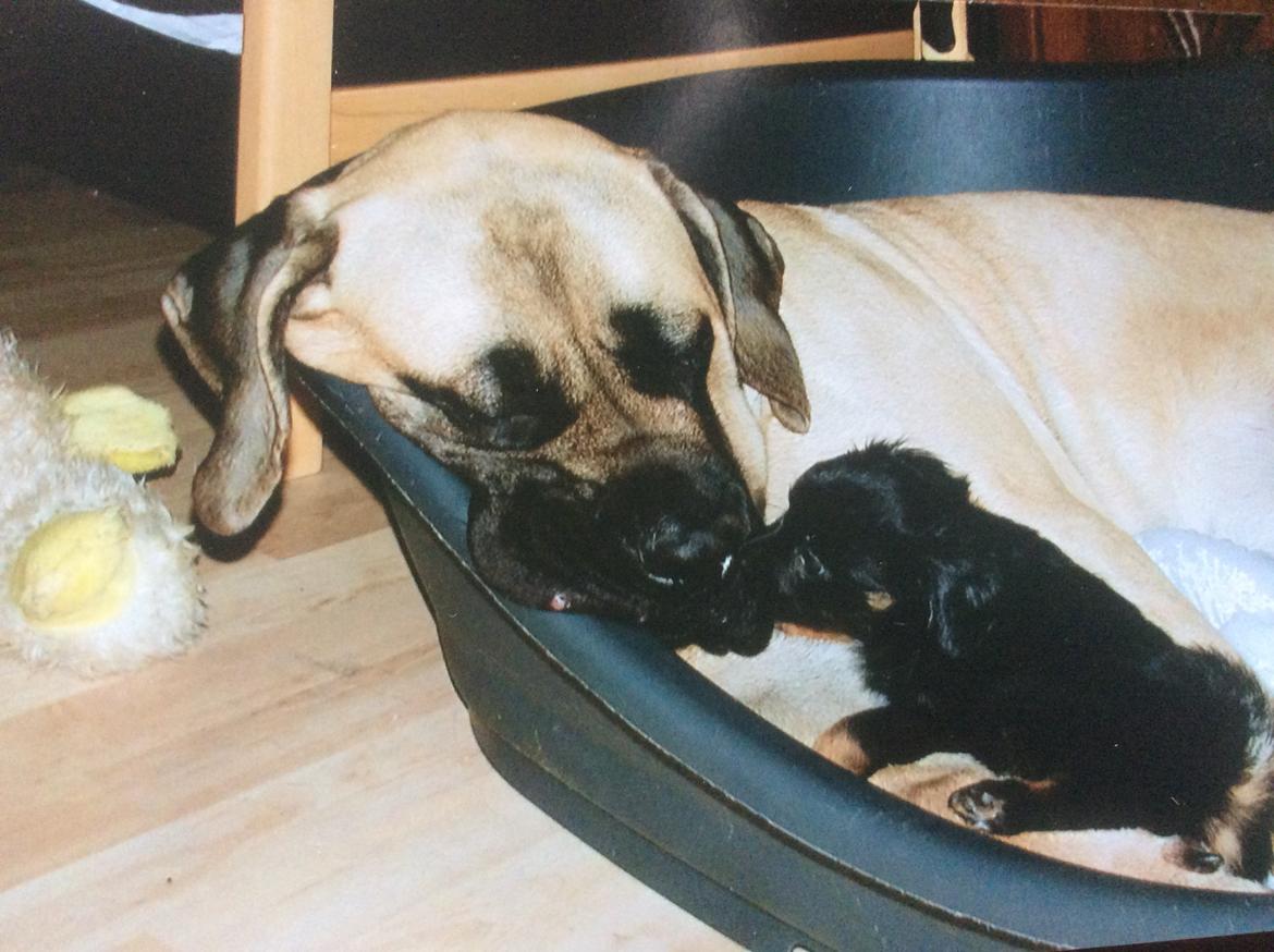 Mastiff Cleo “Himmelhund” billede 6