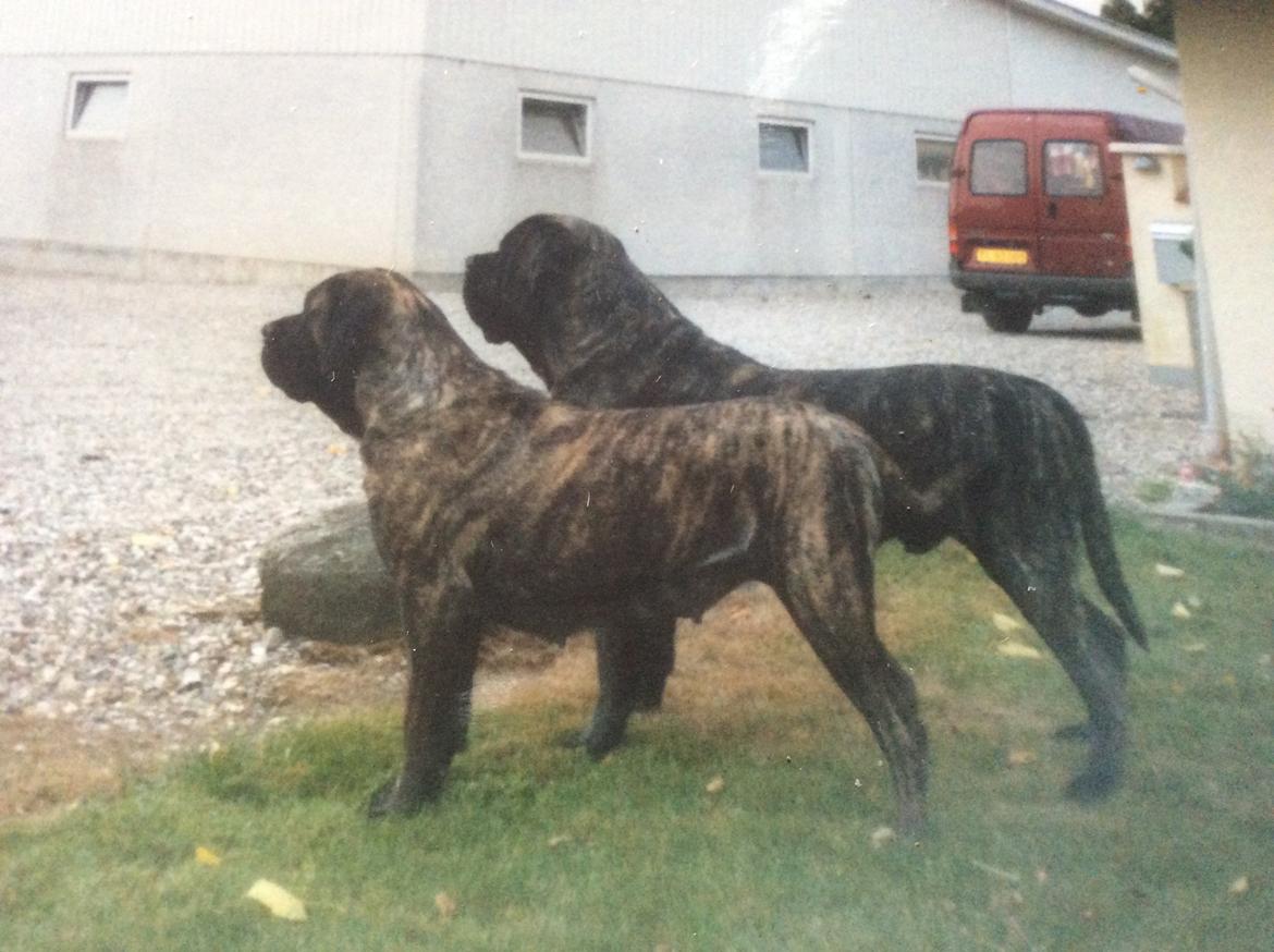 Mastiff Cleo “Himmelhund” - Cleo’s forældre billede 9