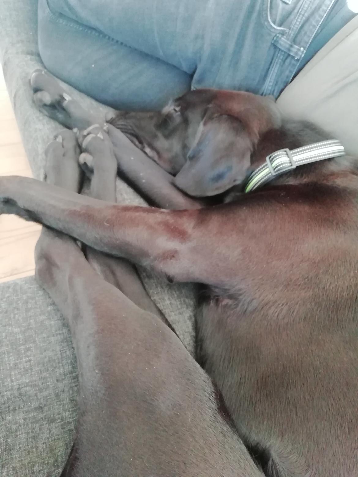 Blanding af racer Zuko billede 23