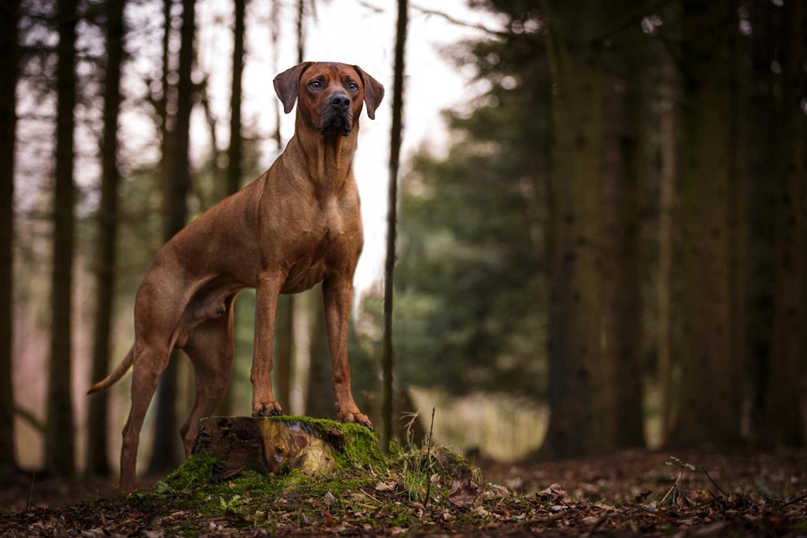 Rhodesian ridgeback Hazinas 7th Galactic  Cosmos "Sam"  - Februar 2020 C.G. Fotografi billede 48