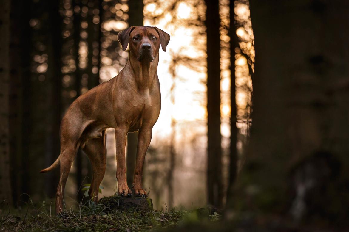 Rhodesian ridgeback Hazinas 7th Galactic  Cosmos "Sam"  - Februar 2020 C.G. Fotografi billede 5