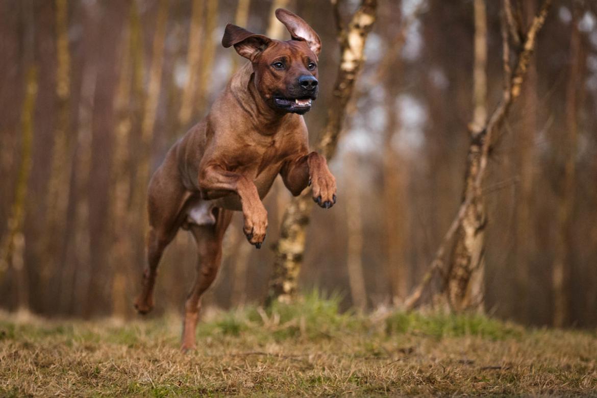 Rhodesian ridgeback Hazinas 7th Galactic  Cosmos "Sam"  - Taget af: C.G Fotografi billede 9