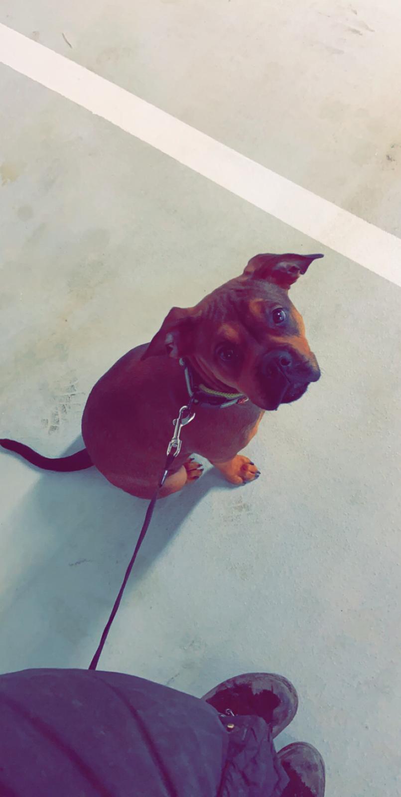 Blanding af racer Gizmo billede 2