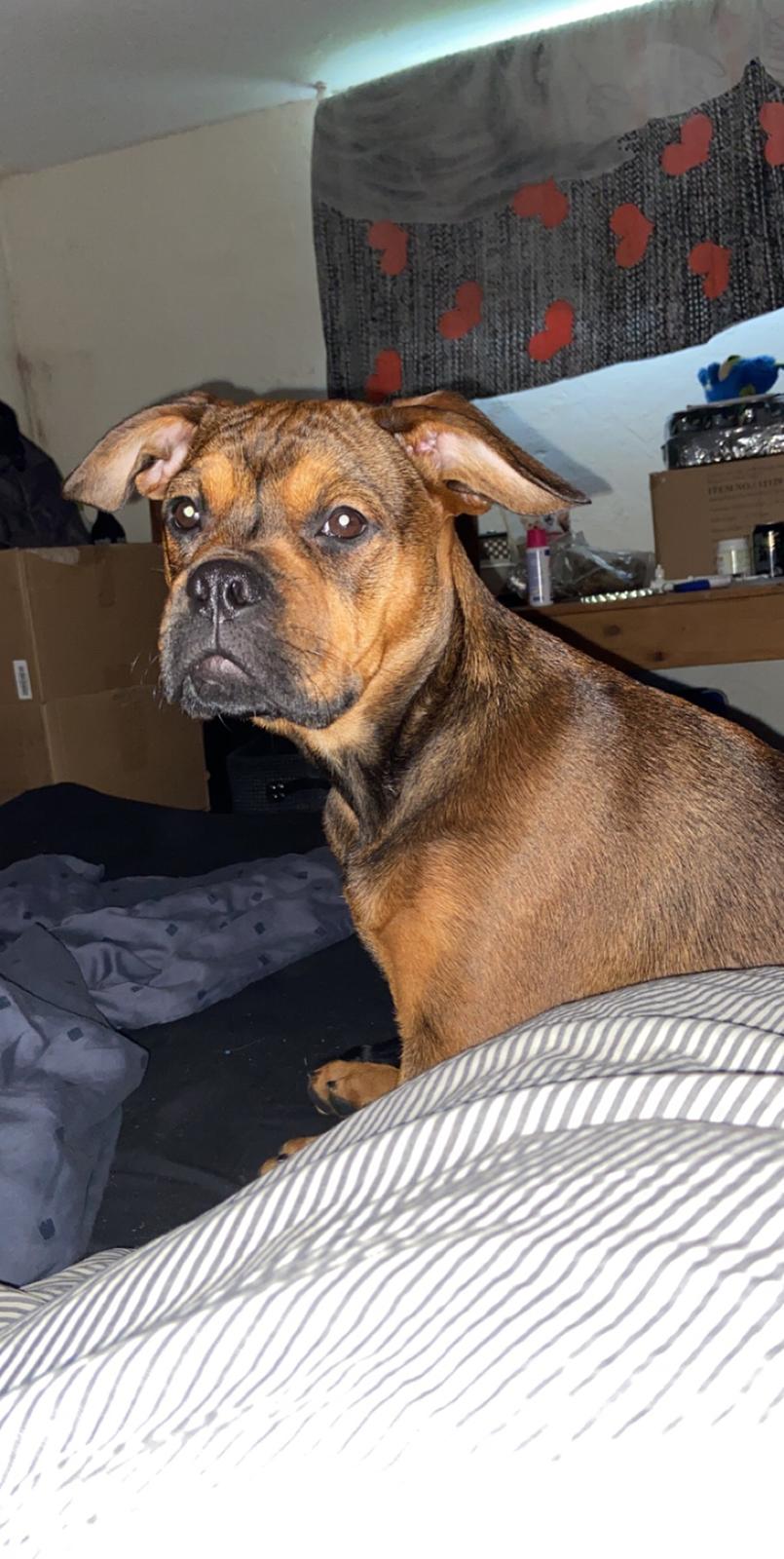 Blanding af racer Gizmo billede 3