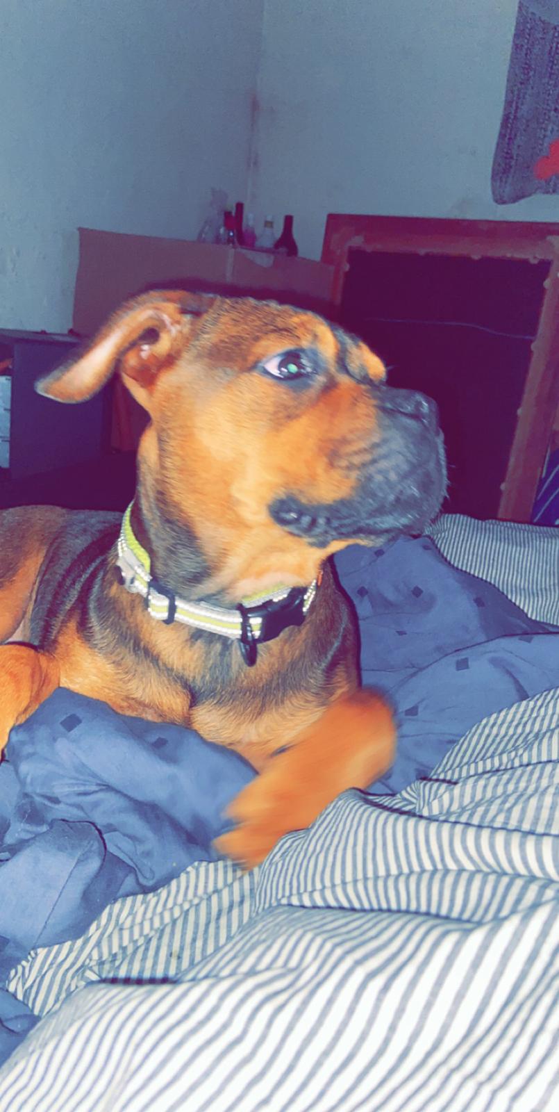 Blanding af racer Gizmo billede 1