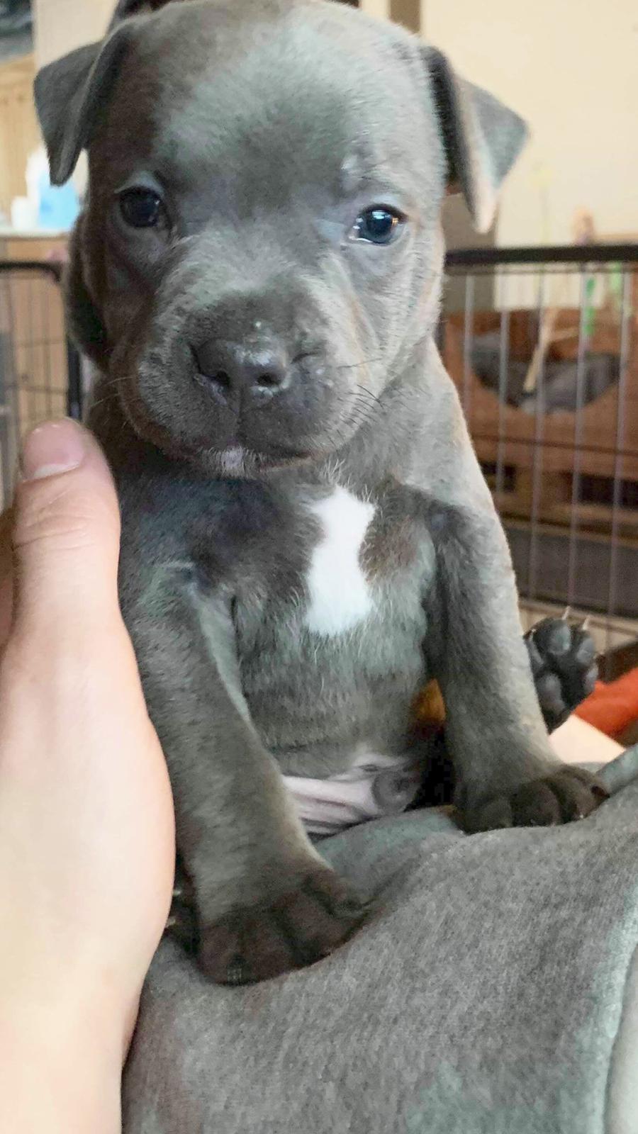 Staffordshire bull terrier Aslan billede 4